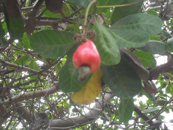 und so sieht die ganze Cashew Nuss aus. Unten die Nuss, und oben die Frucht die man essen kann