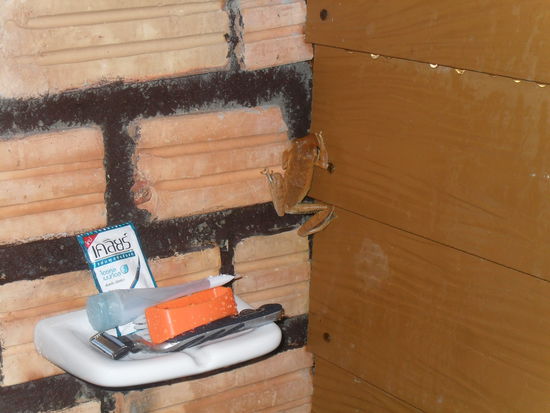 der sass erst dirket unter der Seifenschale - ich kanns bis hierher hoeren, wie meine Mutti jetzt *iiiieeeh* ruft....*lach*