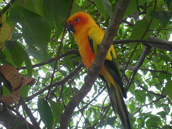 Der hauseigene Papagei, der auf den Namen Vögeli hört 