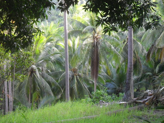 Dschungel direkt hinter unserem Bungalow