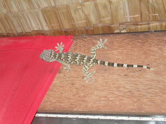 der hing beim Abendessen an der Decke - hoffentlich war das für heute das letzte Tier.