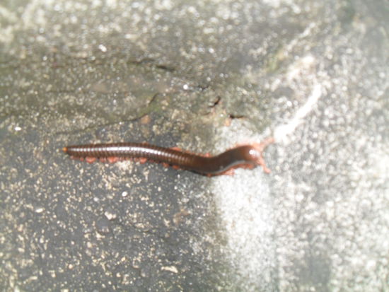 Der ist uns dabei auch über den Weg gekrochen