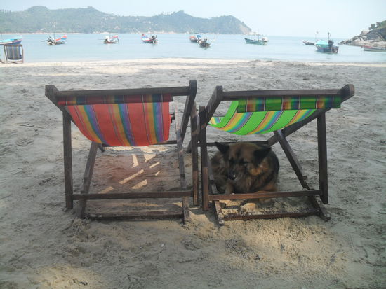 kaum schien hier heute Morgen die Sonne, ist es den Hunden schon zu warm