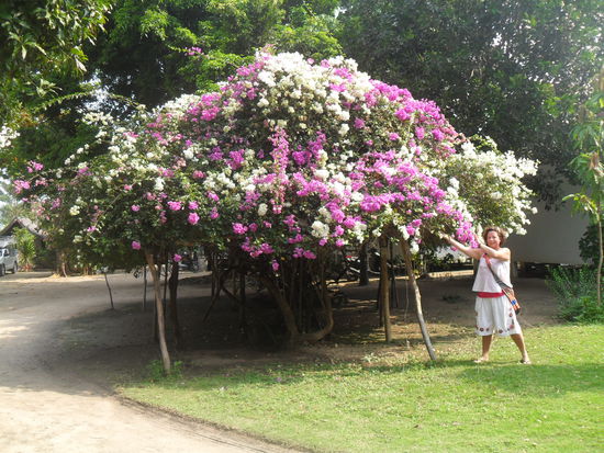 extra fuer Mutti - eine wunderschoene Bougainvillea