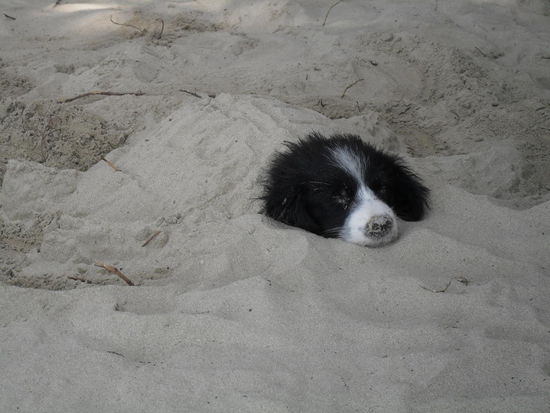 sowas machen die hier mit Hunden  bevor sie gegessen werden - NEIN!!! War nur ein böser Joke