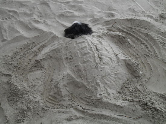 Und ist das jetzt eine Hundkröte oder ein Schildhund????