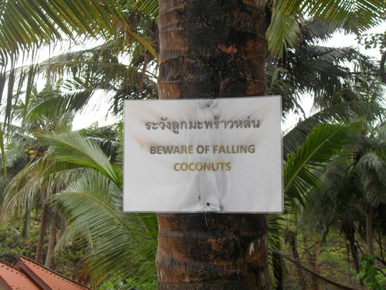 ich dachte schon immer, in Deutschland gibt es viele Warnhinweisschilder - aber DAS bestimmt nicht  Aber es sterben auch tatsächlich mehr Menschen durch herunterfallende Kokosnüsse als durch Blitzschlag