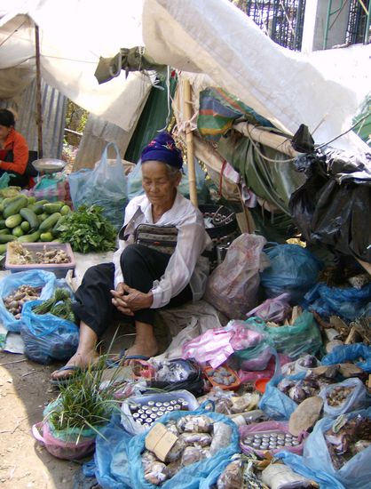 Lao-Omi beim Dösen.