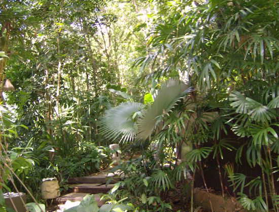 Dschungelfeeling pur - hier lang zur Rezeption.