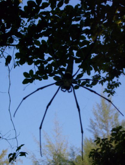 Unsere Mitbewohner im Dschungelcamp - Fred unsere Hausspinne (so groß wie meine Hand! ) lebt in Sichtweite unserer Terrasse - tut er uns nichts, tun wir ihm nichts   Weitere Mitbewohner sind fliegende Eidechsen, Riesenkäfer, riesige  Tausendfüssler, jede Menge Schmetterlinge, Frösche, ein Haustiger (ohne Schwanz) und einiges mehr.