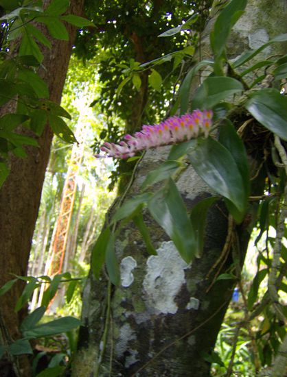 Orchideen wachsen hier wie Unkraut - und teilweise richtig seltene Exemplare - da hüpft mal wieder Rainer's Herzchen