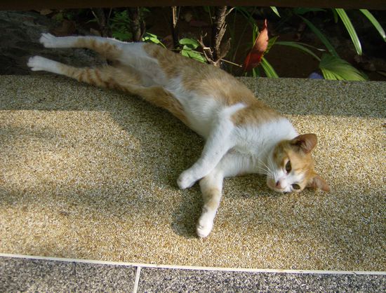 ......treffe ich auf LEI, unseren Dschungeltiger. LEI ist fürchterlich verschmust und hat LEIder keinen Schwanz mehr. Als ich mich verabschieden will, wirft sich der kleine Faulenzer gleich auf den Rücken und hält mir den Bauch zum kraulen hin.