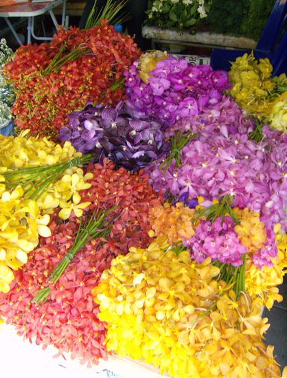 Orchideen - im Dutzend billiger...