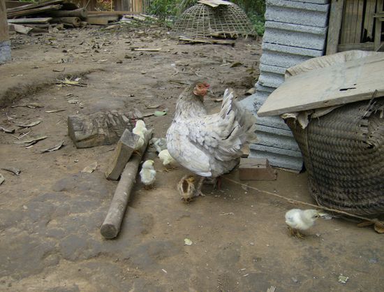 Dafür gibt es hier noch echt glückliche Hühner....