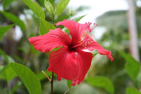 Bula-Blume