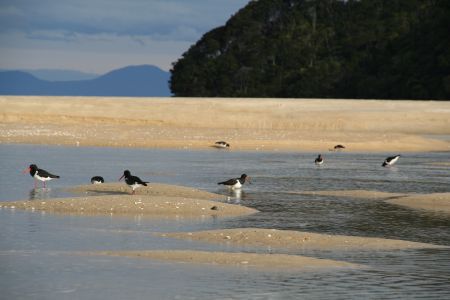 Variable Oystercatcher bei der Arbeit