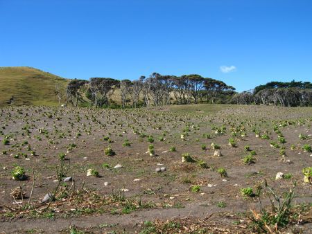 Ruebenfeld NZ-like in den sanften Huegeln am Spit