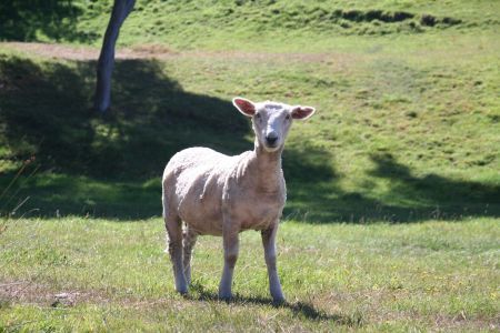 Neuseelaendischer Soeckoebaer (nackich)