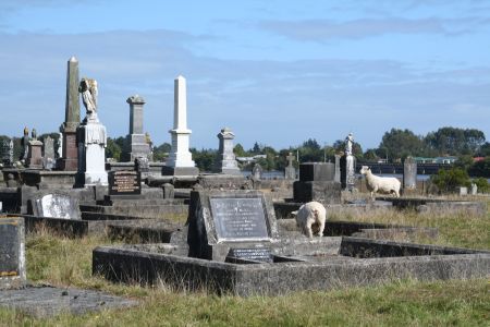 Schafe beweiden einen Friedhof in der Naehe von Westport