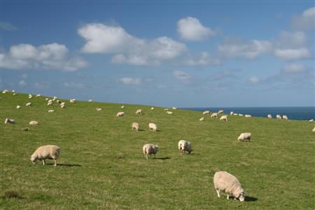 Die suedlichsten Schafe Neuseelands