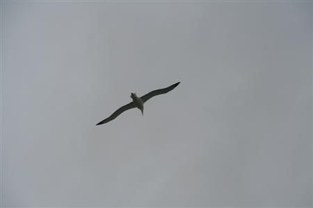 Royal Albatros mit mehr als 3m Fluegelspannweite