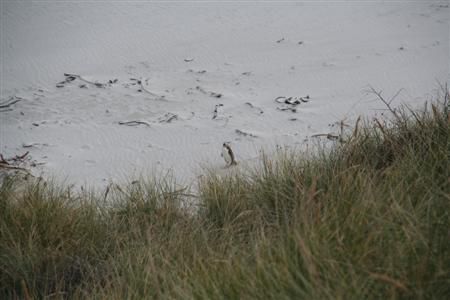 Suchbild. Der Fliegenschiss in der Bildmitte ist einer der seltensten Pinguine der Welt.