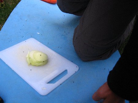 Kochen mit Sandflies