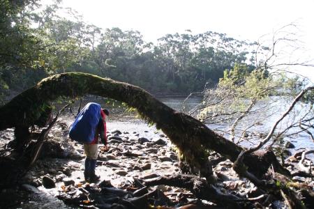 Baum-durch am Strand