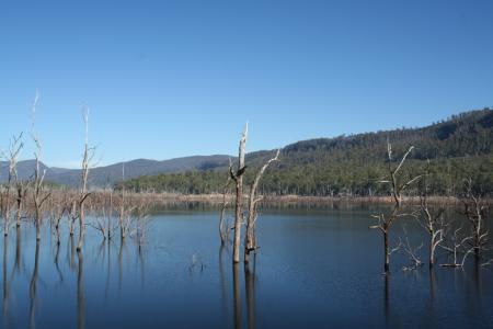 Tasmanischer Unterwasserwald