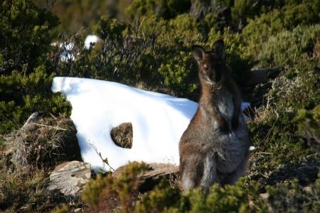 Wallabies im Schnee