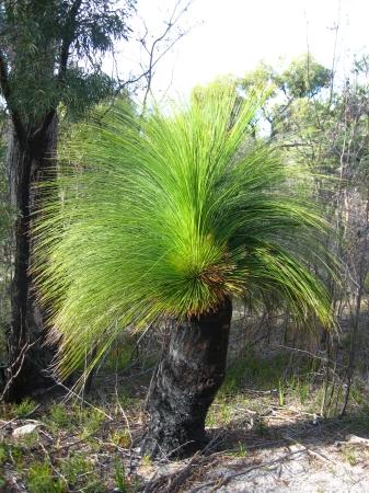 Grasstrees wachsen langsam und haben lustige Frisuren