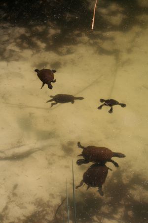 Suesswasserschildkroeten lassen sich von den Touristen maesten