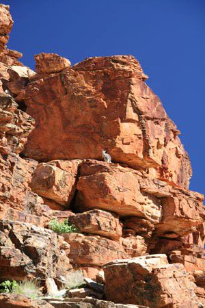 Blackfooted Rock Wallabies bewegen sich in den Felsen wie Gemsen