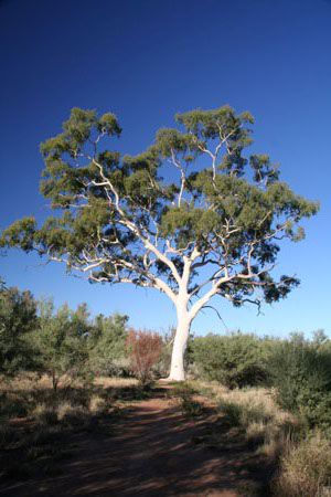 Ghost Gum - eine der zahlreichen Eukalyptusarten Australiens