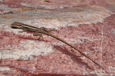 Die kleinen Lizards sind flinke Fliegenfaenger. Dafuer muss man sie moegen