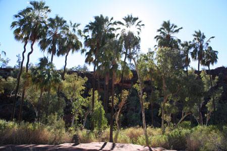 Palmen mitten im Red Center Australiens