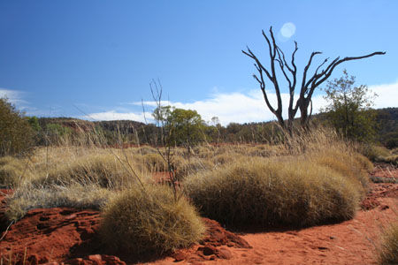 Spinifexgras - die trockene Wirklichkeit am Plateau des Canyons