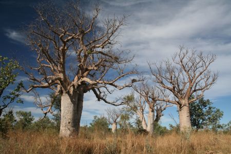 Boab Wald