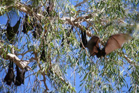Flying Foxes: man weiss gar nicht ob man sie zuerst hoert oder riecht