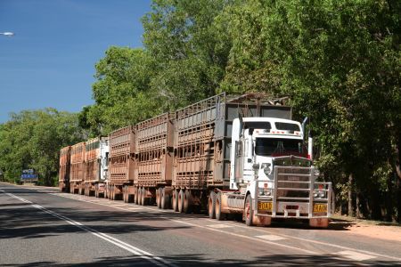 Viehtransport