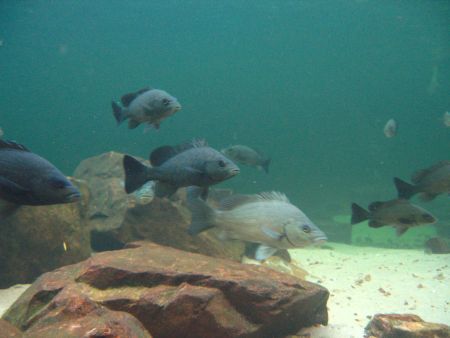 Sind leicht zu fangen und schmecken gut: Sooty Grunter.
