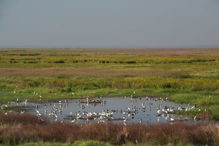 Billabong mit unglaublich diversem Birdlife