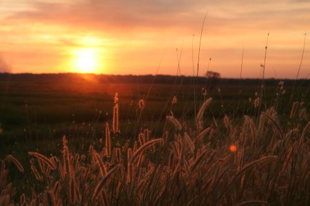 Idylle pur kurz vor der abendlichen Invasion