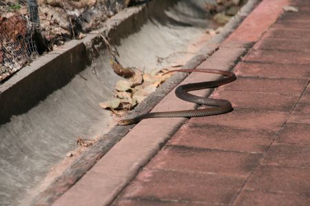 Wieder mal ein Schlaengelchen am Wegesrand die Tips hier gingen von Whipsnake ueber King Brown bis Taipan