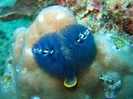 Bunter Wurm