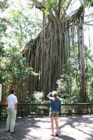 staunend vor dem Curtain Fig Tree