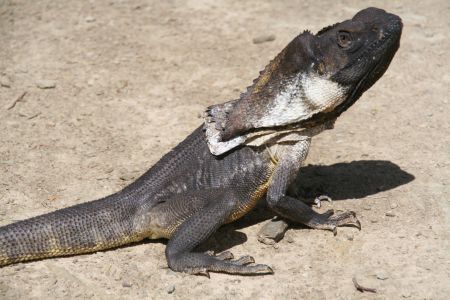 ... ueber Frilled Lizards..