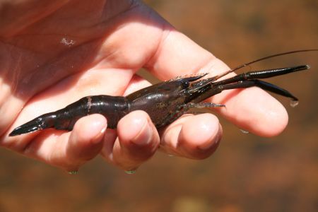 Suesswassergarnele biologisch, ganz ohne Futterzusaetze und medikamentenfrei