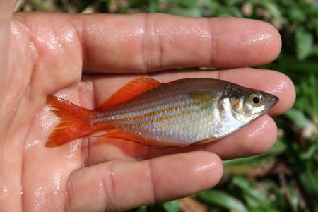 Rainbowfish