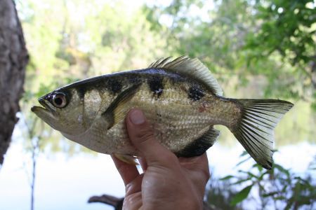 Archerfish